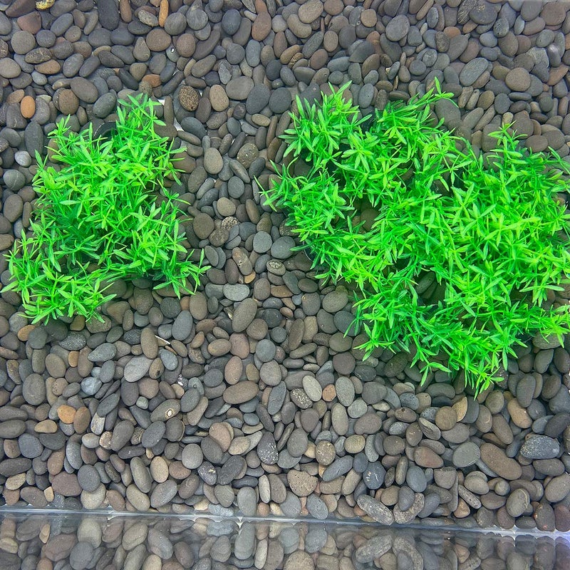 Smoothedo-Pets Aquarium Plant Fish Tank Decoration 20 Pieces Small/1" Tall Plastic Artificial Plant Goldfish Hidden Mini Grass Set (Green-A) - Image 5